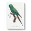 Military Macaw Parrot by F. Levaillant - Wrapped Canvas-55362588
