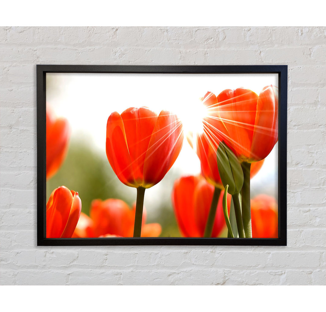 Orange Tulpen - Einzelne Bilderrahmen Kunstdrucke auf Leinwand