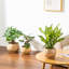 Ceramic Pot Planter-534234029-534234028