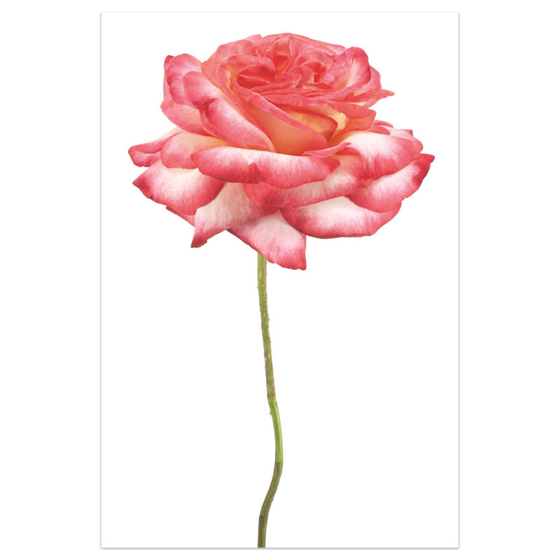 « rose sur blanc », impression sur verre Rose