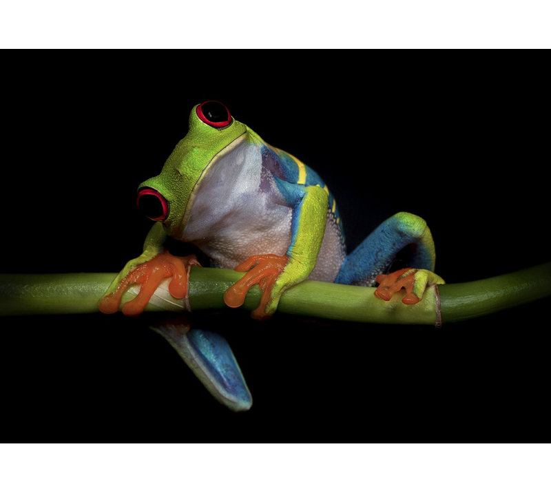 Wrapped Canvas Print, 121.92 cm H x 81.28 cm W