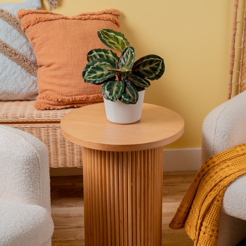 Calathea in Décor Planter