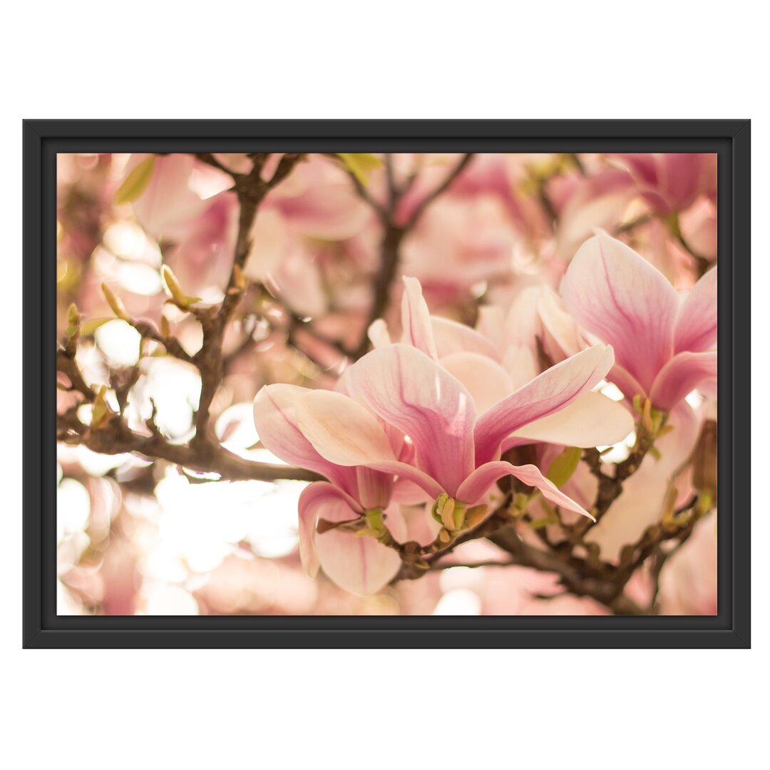 Gerahmtes Wandbild Rosa MagnolienblütenFrühling