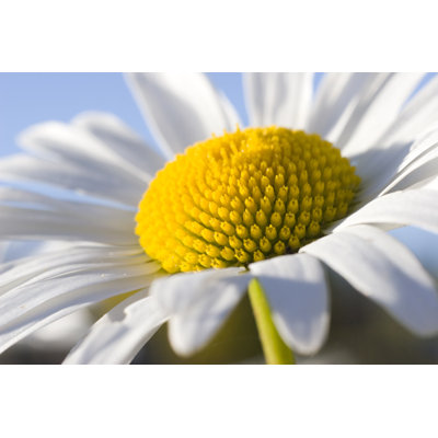 Summer Daisy