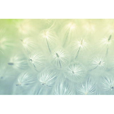 Beauty Dandelion by Xh4D