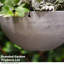 Paulet Hanging Planter