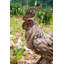 Statue coq debout en bois flotté