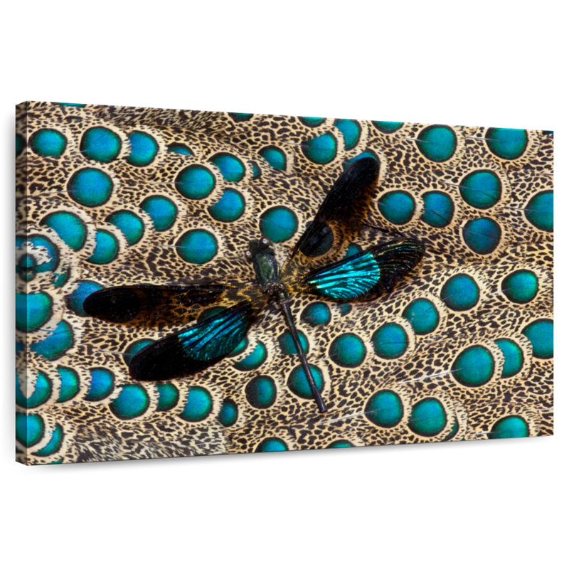 Brampt Dragonfly On Peacock Feather, 32" H x 48" W