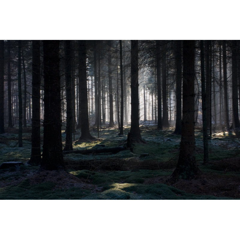 «Dark Pine Forest» par Matauw - impression sur toile tendue, L 12 po x H 8 po