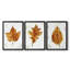 Autumn Leaf Study I - Toile tendue avec châssis sur mesure - 3 pièces-1630811697-1630811662