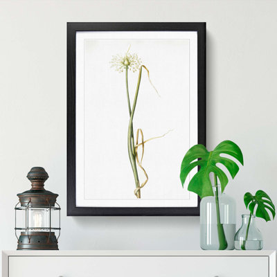 Wild Onion Flowers by Pierre-Joseph Redoute - Framed Print