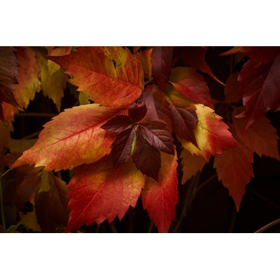 Red Autumn Boston Leaf by NikShargin - Wrapped Canvas Print