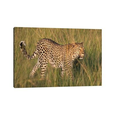 " Africa, Kenya, Maasai Mara National Reserve. Close-up Of Walking Leopard " by Jaynes Gallery