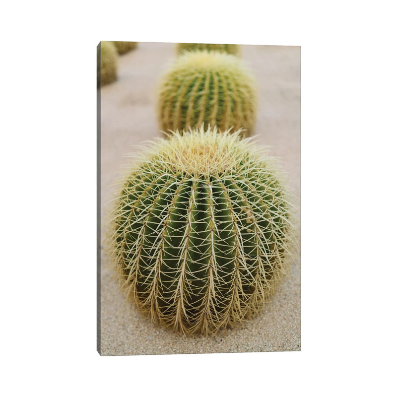 Cabo Cactus IV by Bethany Young - Print on Canvas, Wrapped Canvas, 152.4cm H x 101.6cm W x 3.81cm D