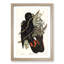 Western Black Cockatoos by Elizabeth Gould - Framed Print-55611933-55611937