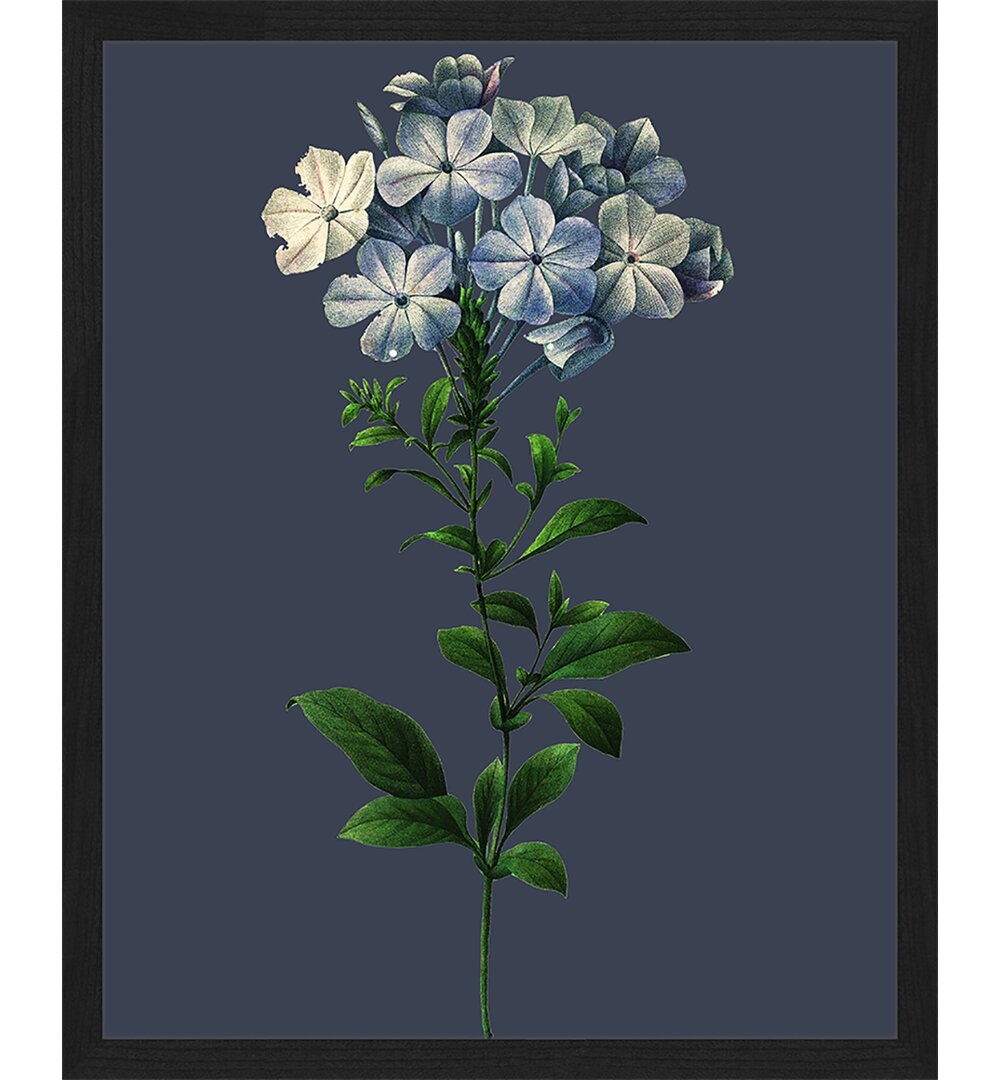 Gerahmtes Poster Plumbago Caerulea