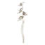 Star Pod Plant-1696371435