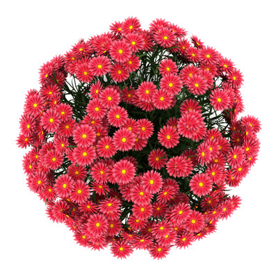 Elxan " Aster Flowers "