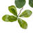 Faux Aralia Tree-Faux Aralia Tree-8'-1112173397