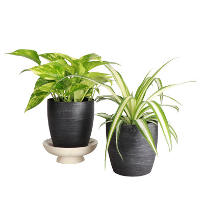 Live Air Purifying Houseplant Set in Classic Pots