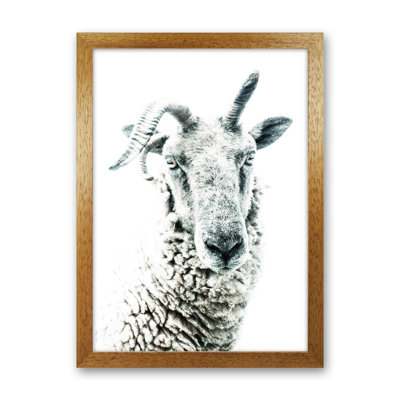 Sheep by Victoria Frost - Print