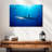 Brampt Blue Shark In Gordon's Bay-108952472
