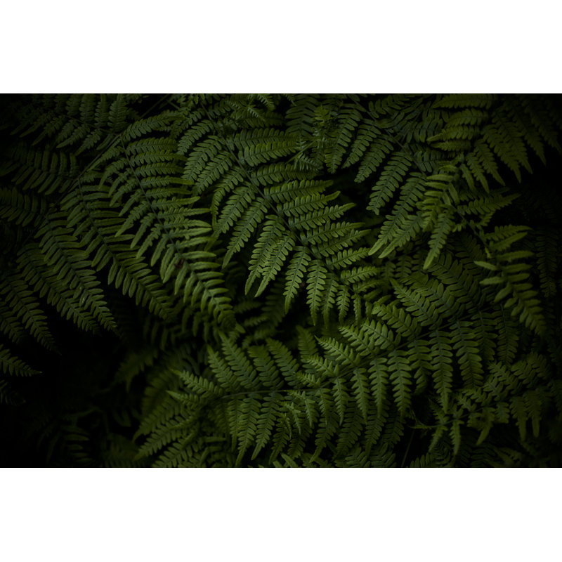 Fern Leaves by Jeja - No Frame Art Prints on Canvas, 20cm H x 30cm W
