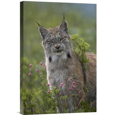 " Canada Lynx Portrait "