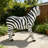 Simulated Zebra Garden Statue