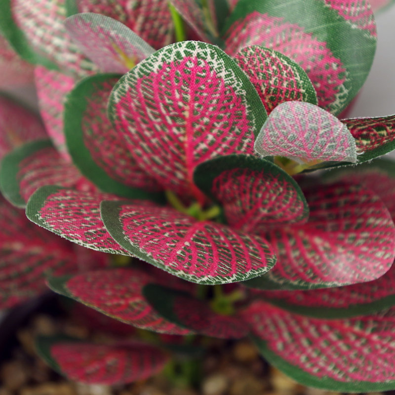 Annistin 22cm Plant