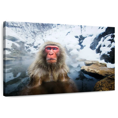Singe des neiges japonais Brampt