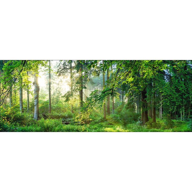 Forest Harmony I Photographic Art Print on Glass, 50cm H x 125cm W x 1.4cm D