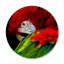 Parrot Pose Print-61166453-66811417