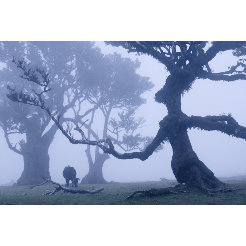Ent, 60.96 cm H x 91.44 cm W