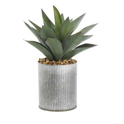 Grande plante d'aloès dans un grand vase rond en zinc
