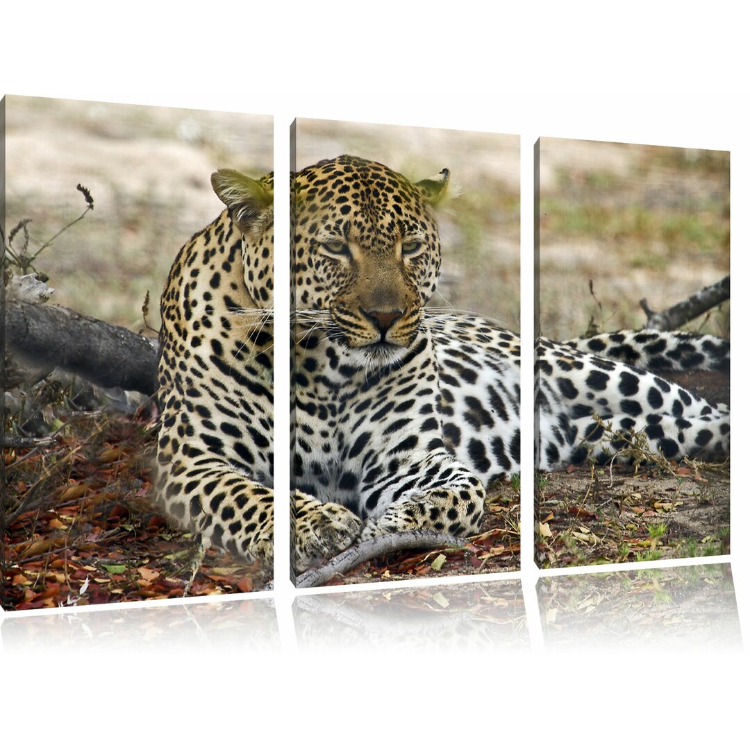 3-tlg. Leinwandbilder-Set „Liegender Leopard im Laub“, Fotodruck