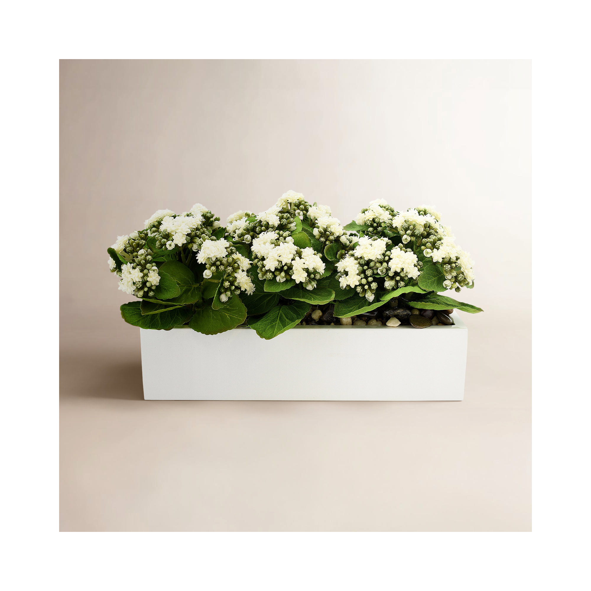 Kalanchoe Arrangement in Fiberstone Planter, 9.5" H x 18" W x 9.5" D, White