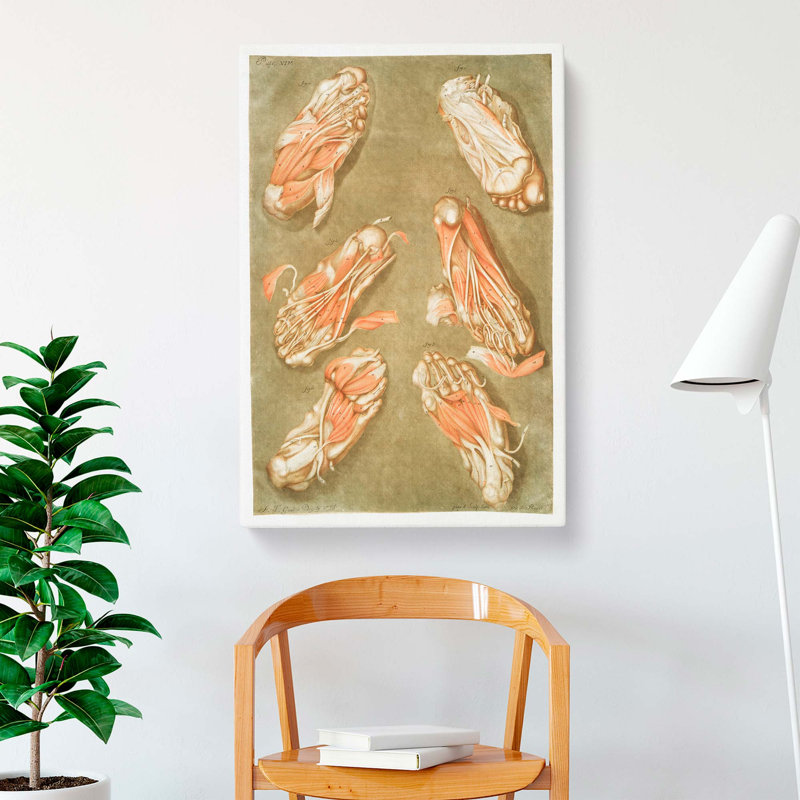 Anatomical Illustrations of the Foot by Gautier-Dagoty - Wrapped Canvas, 76cm H x 50cm W x 3cm D