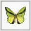 Butterfly Study 7' Framed Graphic Art Print on Glass