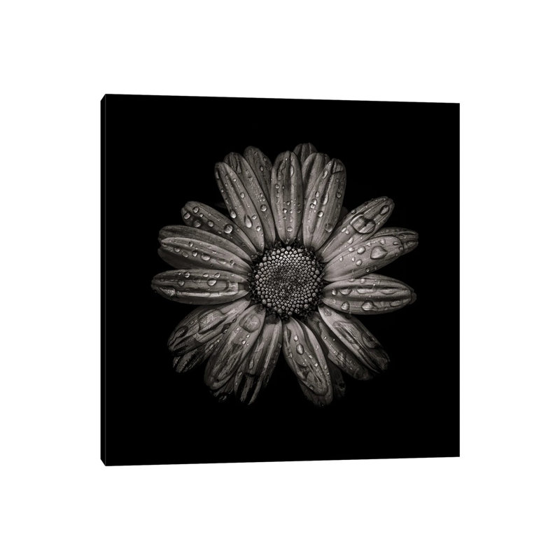 Black And White Daisy IV by Brian Carson - Wrapped Canvas Print, 30.48 cm H x 30.48 cm W