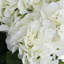 Anastasija Arrangement-529647896-529647899