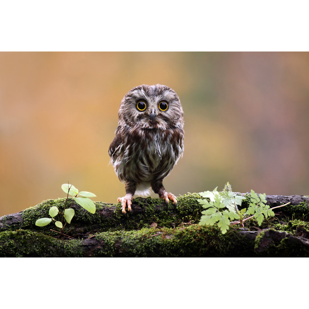 Leinwandbild Tiny Saw-Whet Owl