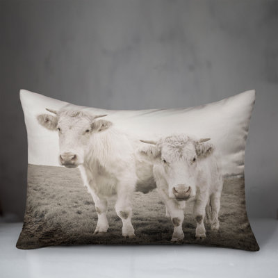Whitewashed Cow Photograph Indoor / Outdoor Pillow