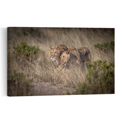 Golden Hour Lionesses Contemporary Cat Lion Nature Wildlife Wall Art Print by Jeffrey C. Sink - 1 Piece Wrapped Canvas Wall Art