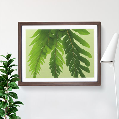 Unusual Fern Leaf - Framed Print