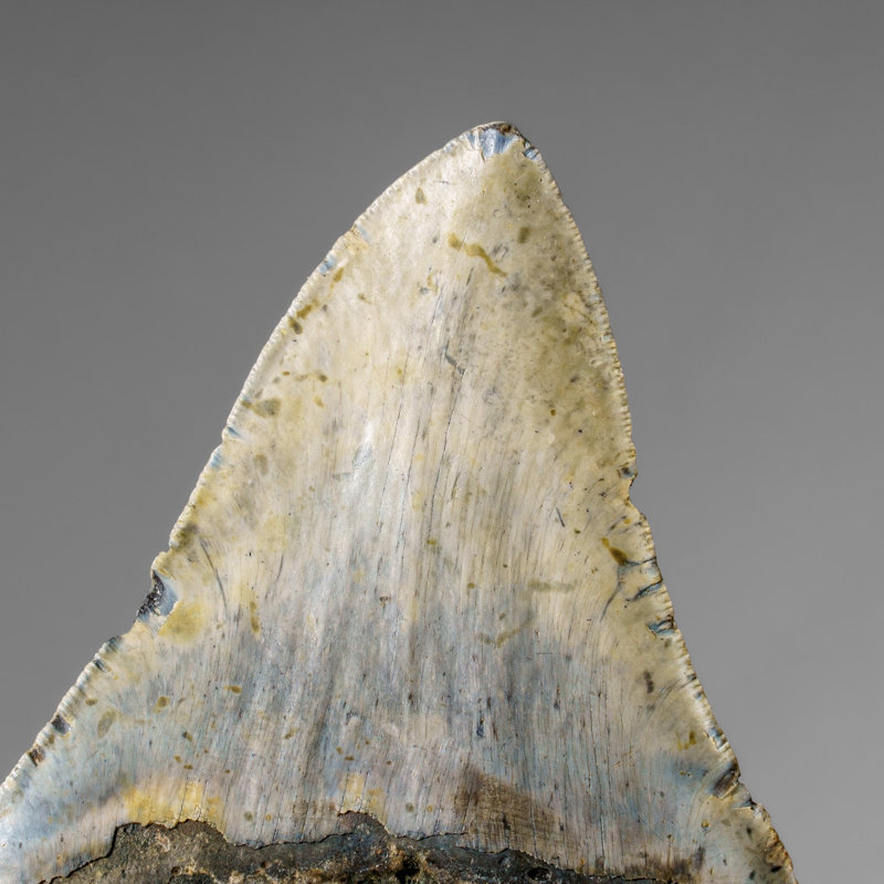 Véritable dent de requin Megalodon dans une boîte de présentation (304 grammes)