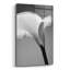 «Calla No. 6» par PhotoINC Studio-1278612075