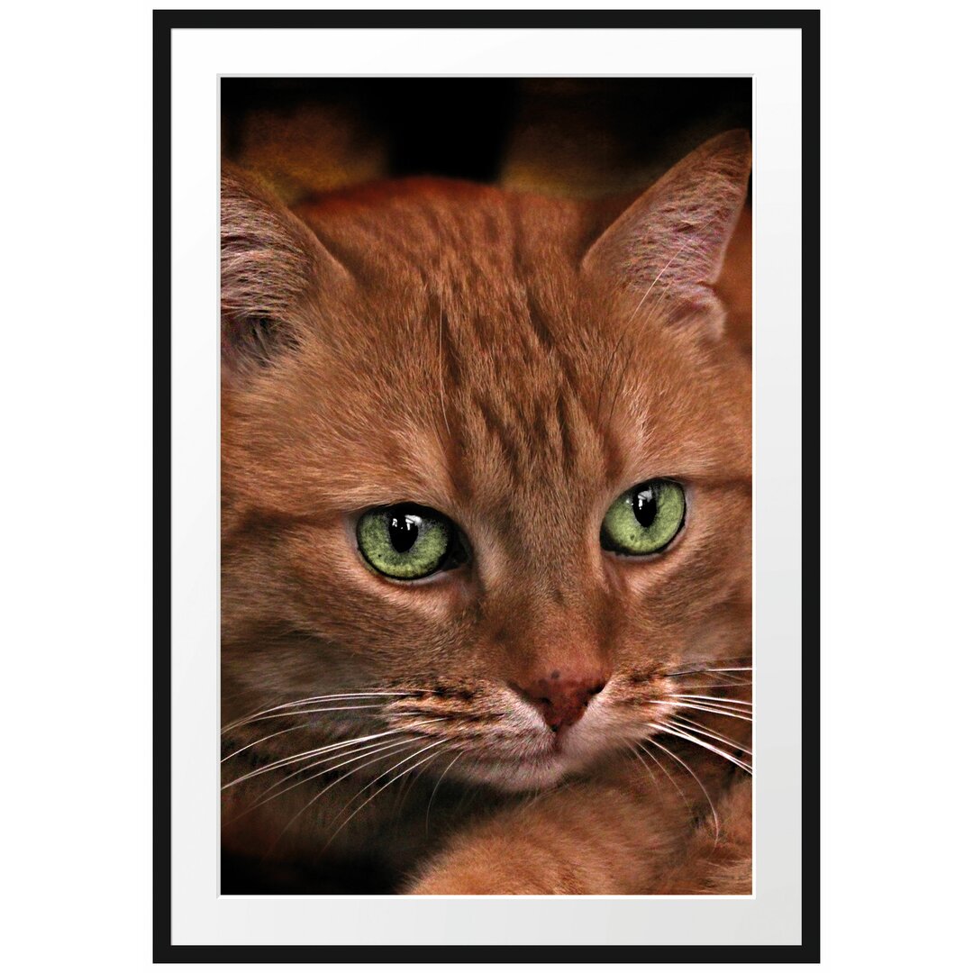 Wunderschöne Hauskatze Gerahmte Fotokunstdruck Poster