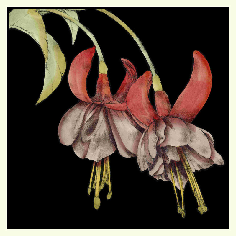 Graphique fuchsia II, H 12 po x l 12 po