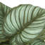 Ensemble de 2 plantes artificielles Epipremnum, 33 cm de hauteur, fausse verdure en pot, décoration de table intérieure avec pots noirs